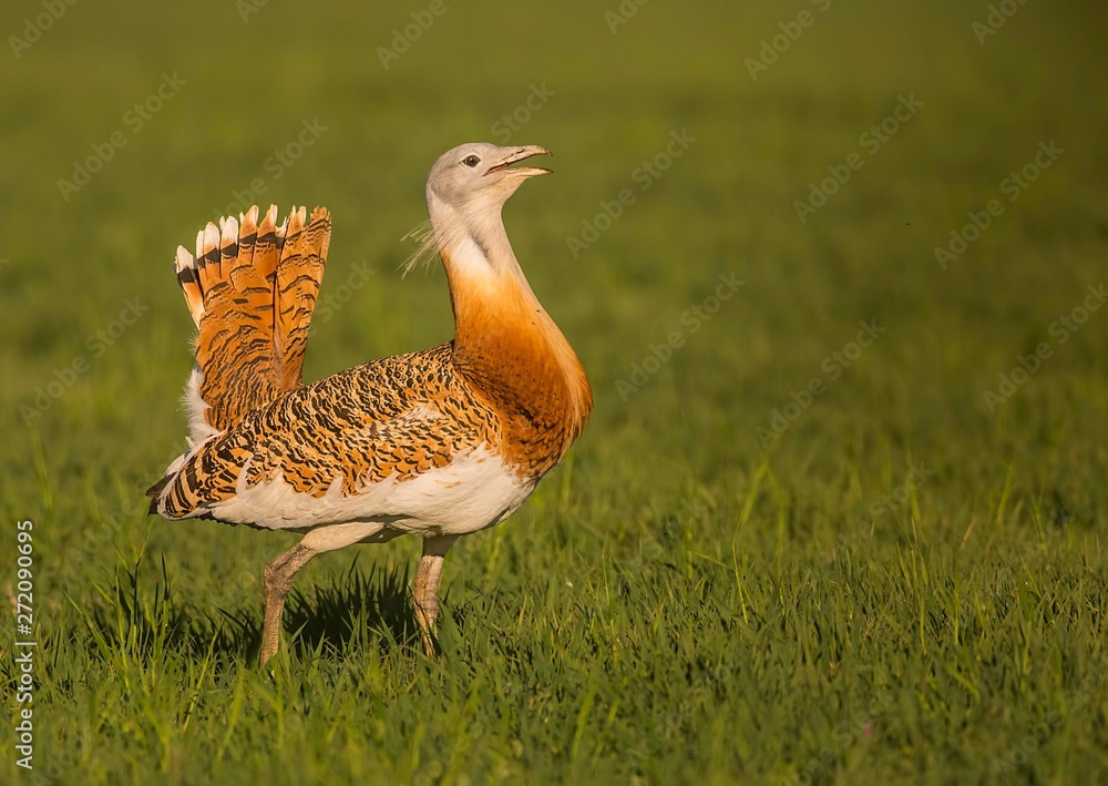 Great bustard walking around on plain grass Great bustard walking around on plain grass