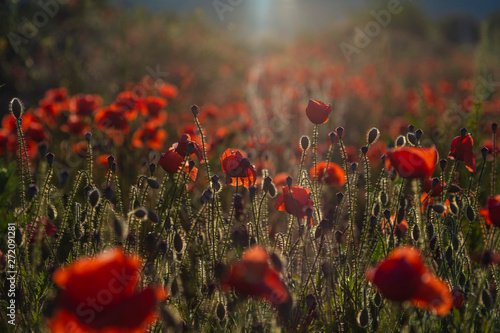 red poppies on summer time 