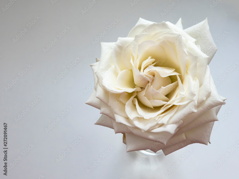 White rose in top view, with details. Symbol of romance, love, peace and harmony. White rose in top view, with details. Symbol of romance, love, peace and harmony.