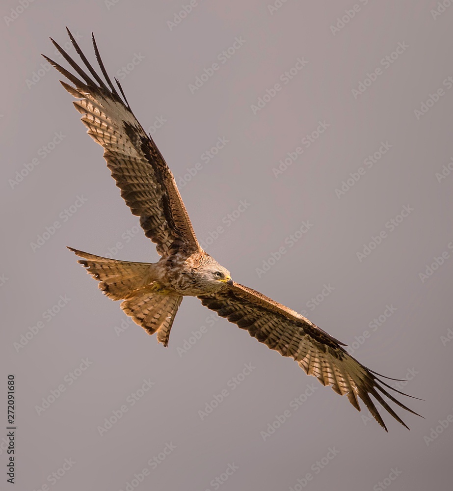 Fototapeta premium Red kite in flight