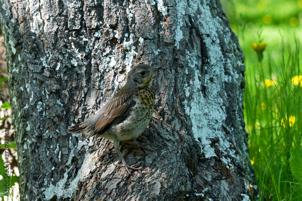 Obraz premium thrush bird on tree trunk using protective coloration to blend with surroundings