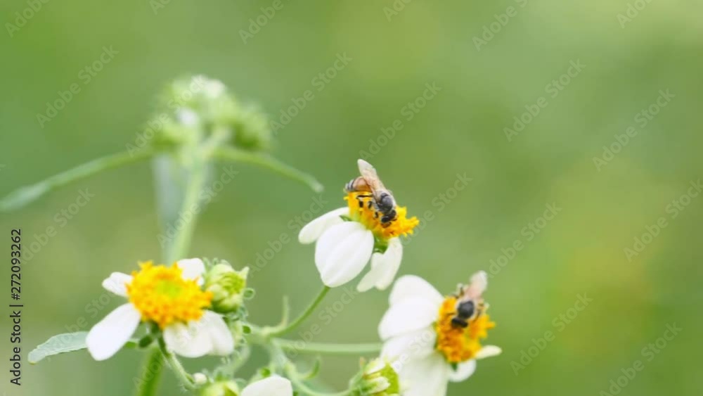 Bee feeding on flower. (Slow motion) Bee feeding on flower. (Slow motion)