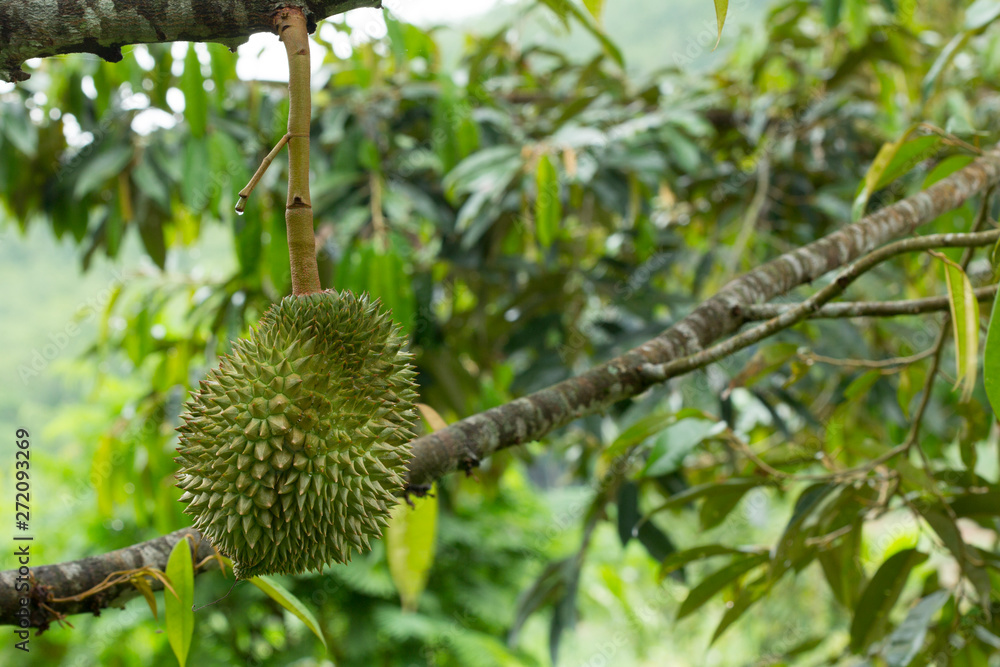 Fresh durian fruit on tree, Durians are the king of fruits Fresh durian fruit on tree, Durians are the king of fruits