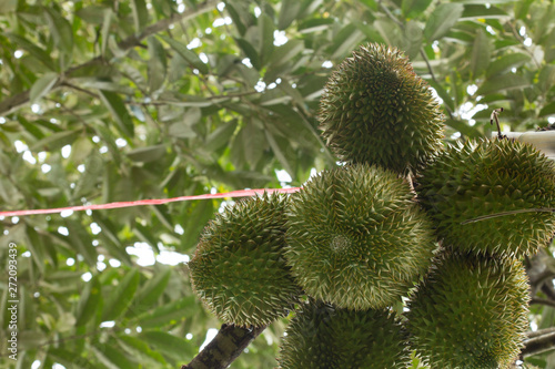 Fresh durian fruit on tree, Durians are the king of fruits
