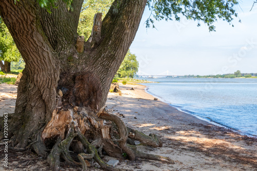 Beach and bridge at river Waal Beuningen