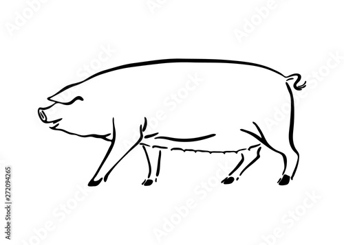 Hand drawn pig sketch illustration. Vector black ink drawing farm animal, outline sow silhouette isolated on white background