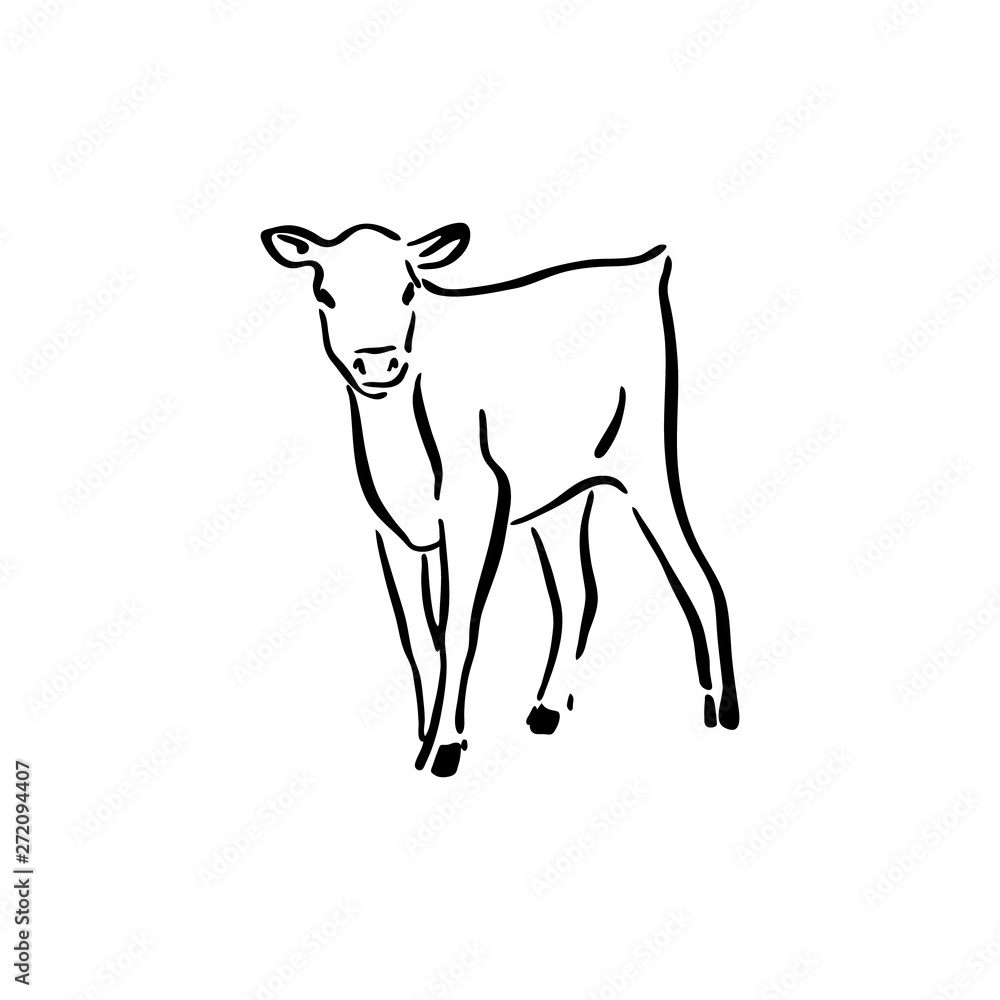 Hand drawn cute cow calf sketch illustration. Vector black ink drawing farm animal, outline silhouette isolated on white background
