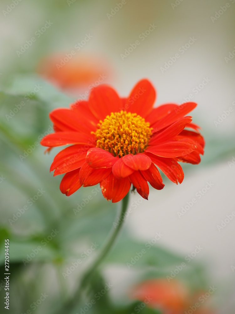 orange Gerbera Daisy flower on blurred of nature background orange Gerbera Daisy flower on blurred of nature background