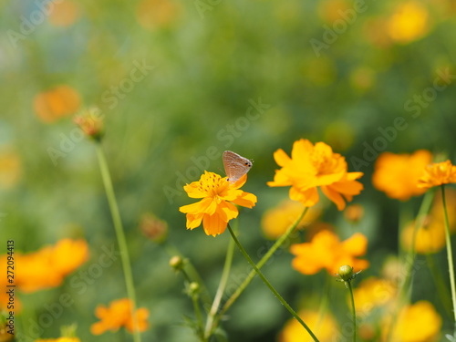 Butterfly on yellow flower African Marigold