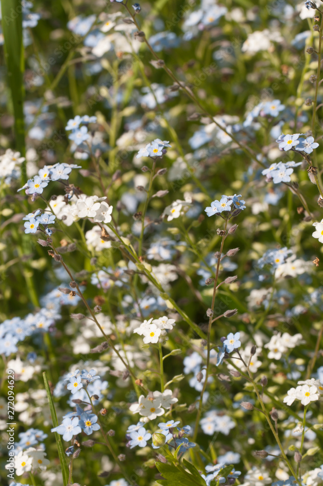 Forget-me-not blue flowers Forget-me-not blue flowers