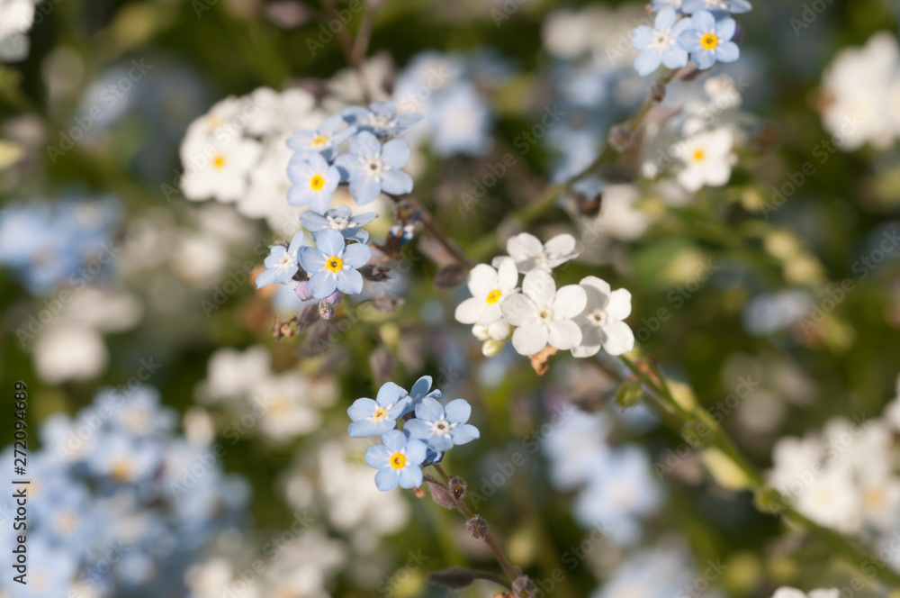 Obraz premium Forget-me-not blue flowers