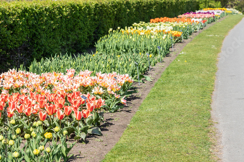 Photography Garden with coloured tulip flowers