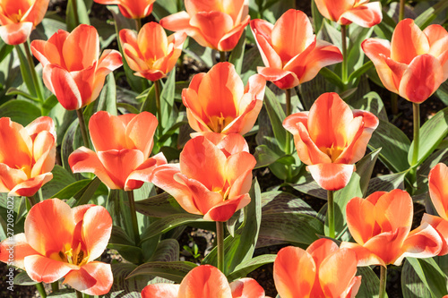 Garden with orange and yelow flowers