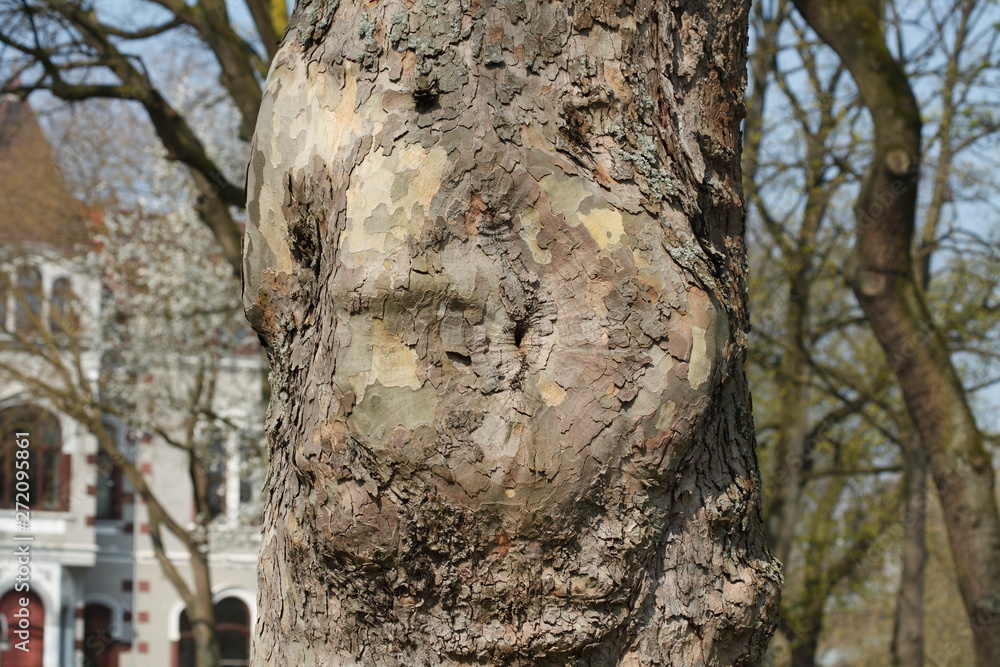 Fototapeta premium Alter knorriger Baumstamm, Holztextur, Hintergrundbild