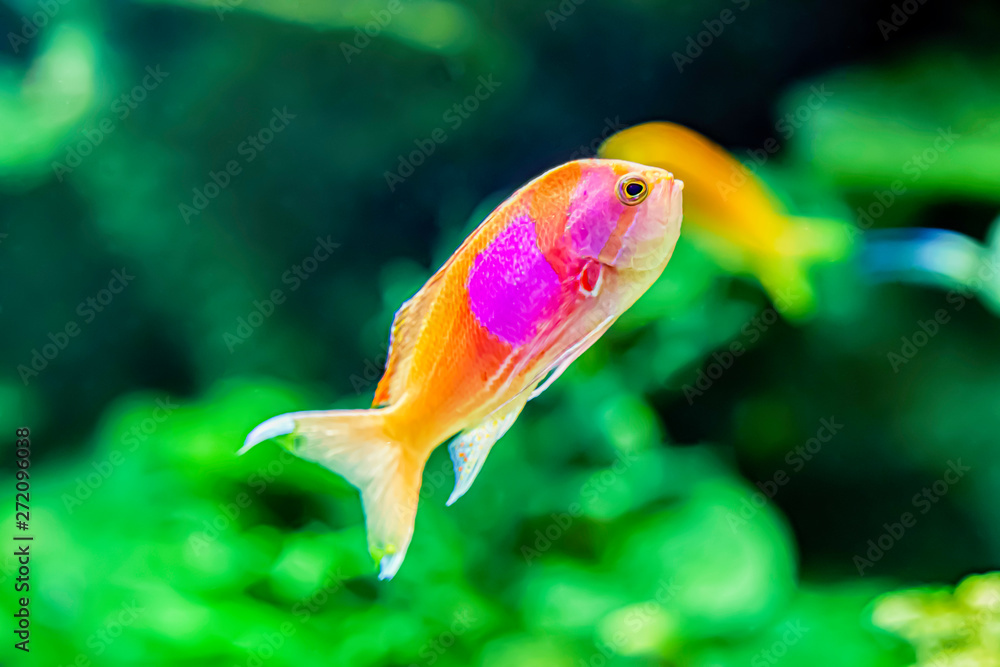 Obraz premium スミレナガハナダイ(メス)