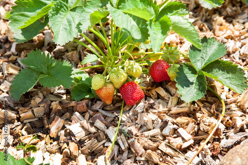 Erdbeeren photo