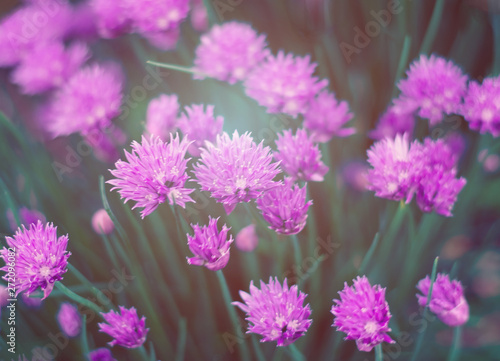Small purple flowers. Beautiful summer background. Sunlight. © Anastasiia