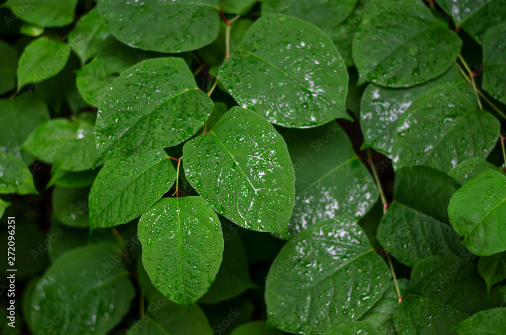 Large green leaves with water drops. A fresh day Large green leaves with water drops. A fresh day