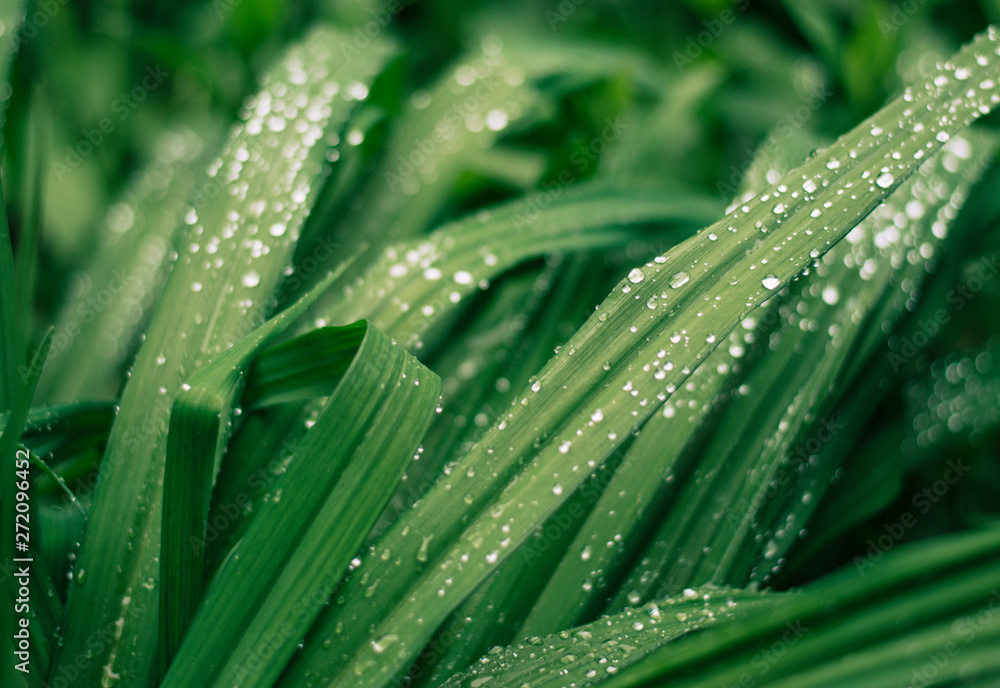 Fototapeta premium Raindrops on the green grass. Amazing beautiful drops