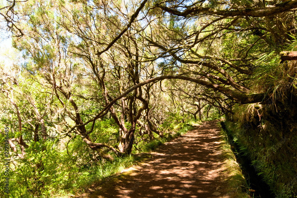 The magnificent inland of the island of Madeira: Mystic forest, rainy path, hiking trail inside the mountain rain forest looks like jungle. Caldeirao Verde, Madeira, Portugal, Europe. The magnificent inland of the island of Madeira: Mystic forest, rainy path, hiking trail inside the mountain rain forest looks like jungle. Caldeirao Verde, Madeira, Portugal, Europe.