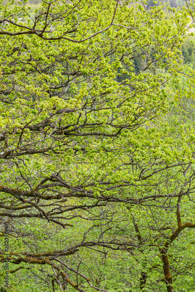 Greenery in the woods with the newly opened leaves on the branches Greenery in the woods with the newly opened leaves on the branches