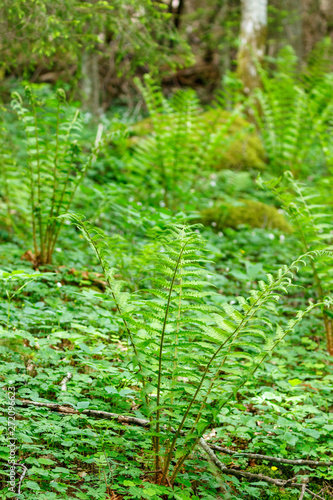 Ferns growing in the forest in summer