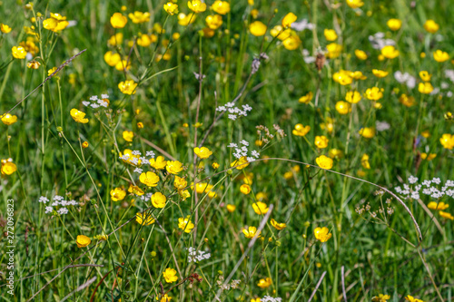 Blooming Buttercups flowers on a summer meadow