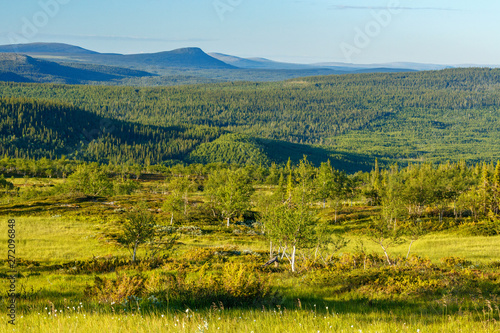 Moore landscape with birch trees in the north
