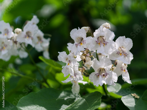 Blooming catalpa on the streets of the city in June