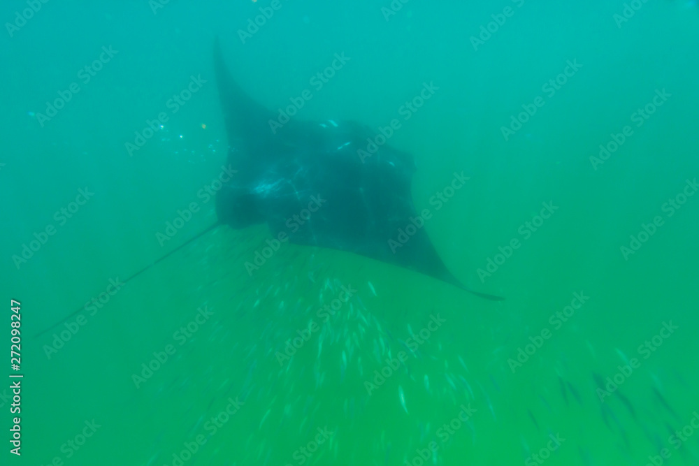MANTARRAYA O MANTA GIGANTE - MANTA RAY (Manta birostris), Isla de ...