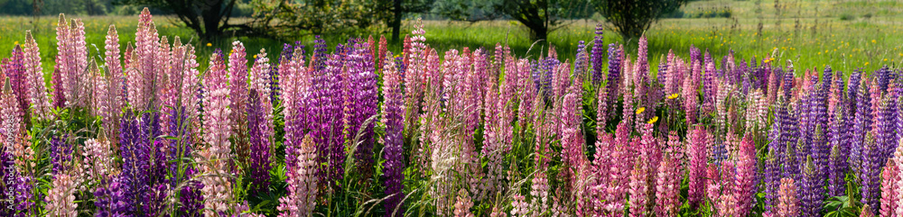 Obraz premium Lupin field hit full bloom in summer season