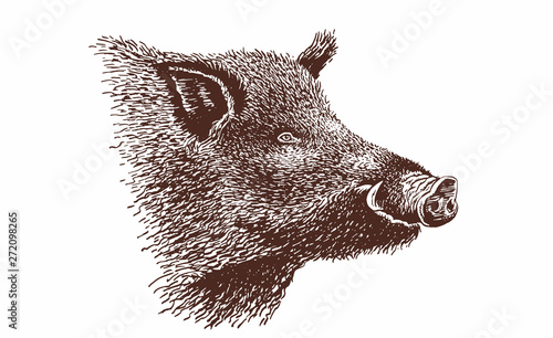 Vintage portrait of wild boar,graphical illustration,sepia
