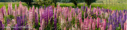 Lupin field hit full bloom in summer season