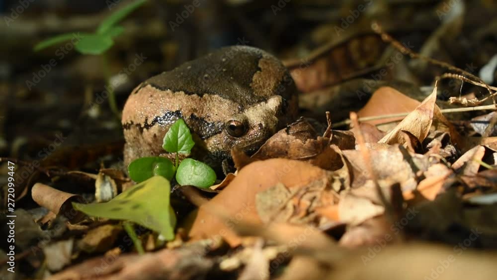 toad puffed big for threaten enemy on ground in fotest toad puffed big for threaten enemy on ground in fotest