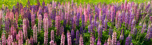 Lupin field hit full bloom in summer season