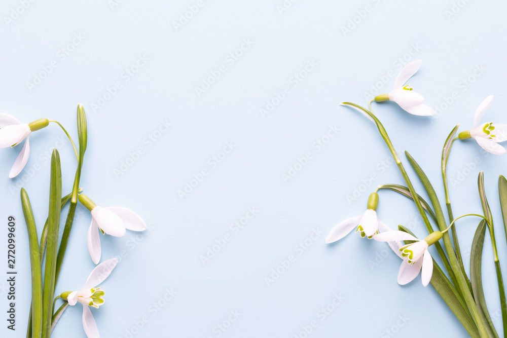 Fototapeta Fresh snowdrops on blue background with place for text. Spring greeting card. Mother day. Flat lay.