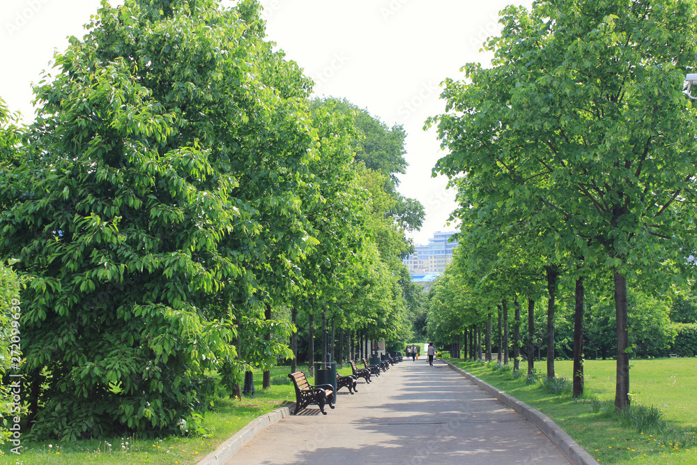 Park road with cozy benches on sunny summer day in Moscow, Russia Park road with cozy benches on sunny summer day in Moscow, Russia
