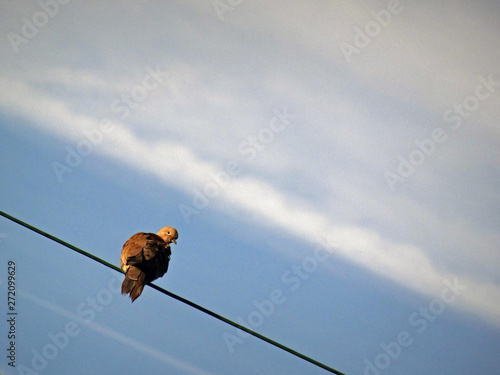 One bird back perching fauna, lonely with the head looking at camera on Diagonal line  photo