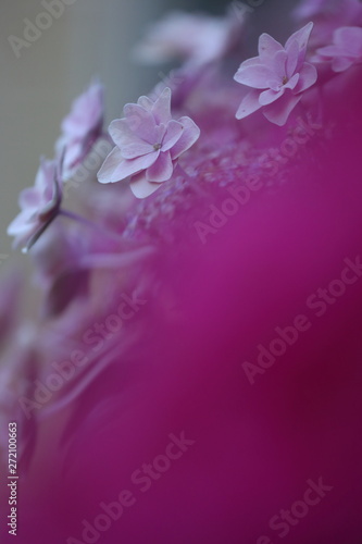 箱根のあじさい © phototenki