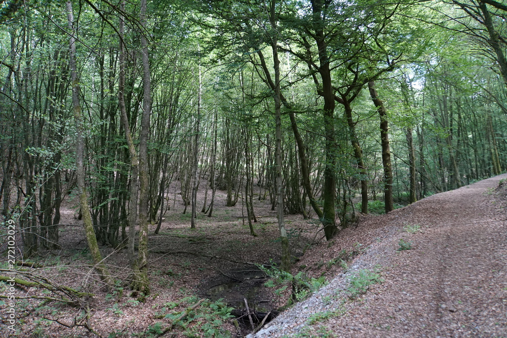 Fototapeta premium Wald um Niederwambach