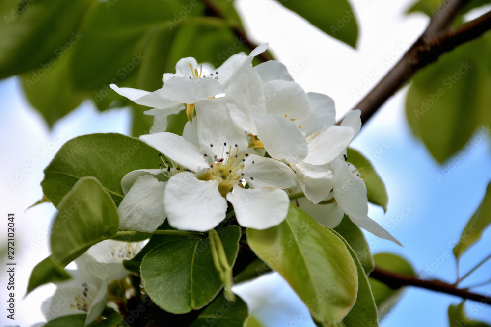 spring apple and cherry trees blossom in sunlight spring apple and cherry trees blossom in sunlight