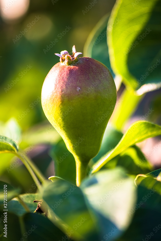 Immature green organic pear on a branch of pear tree Immature green organic pear on a branch of pear tree