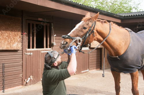 Equine dentist performing a routine check up
