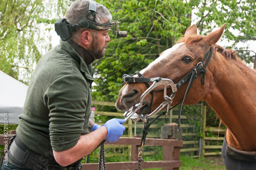 Equine dentist performing a routine check up