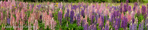 Lupin field hit full bloom in summer season