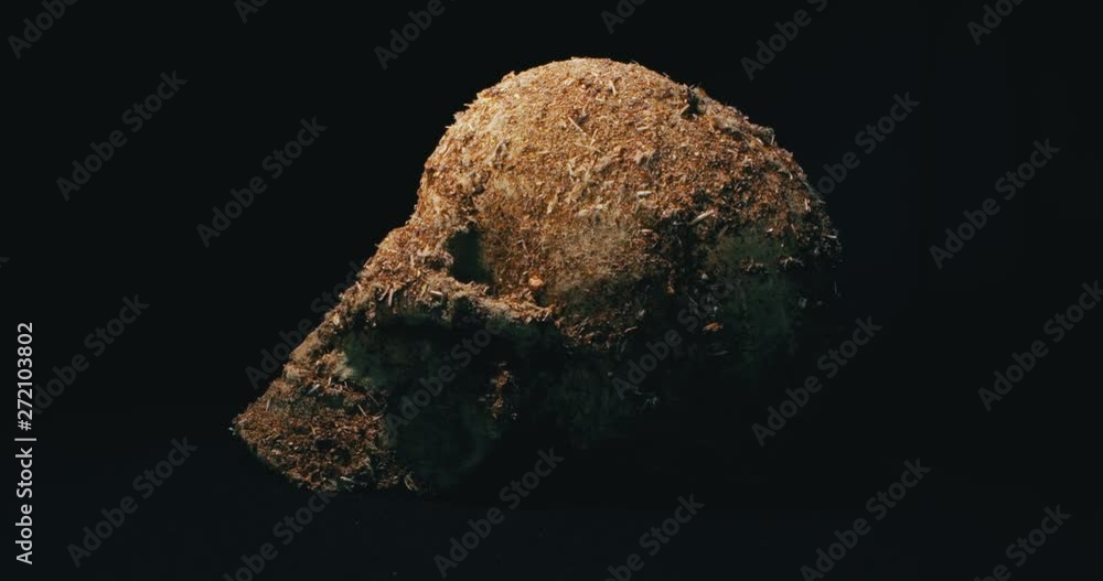 Model Skull on the Black Background, Archaeology Concept. 4K. Macro. Wide Engle. Model Skull on the Black Background, Archaeology Concept. 4K. Macro. Wide Engle.