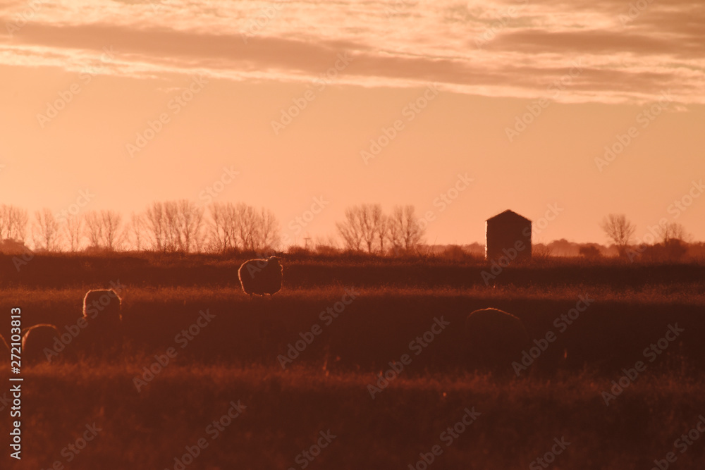 Sheep in rural sunset landscape,Patagonia,Argentina