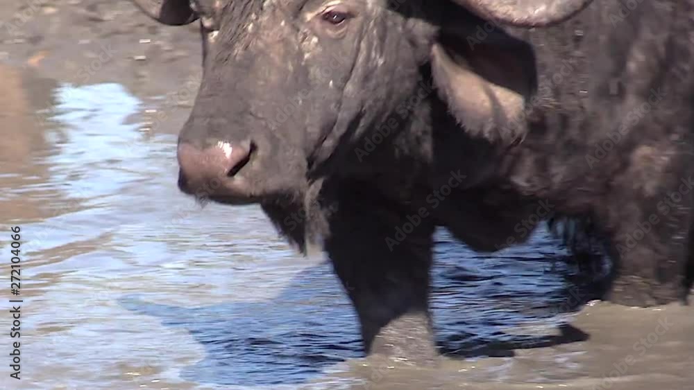 Close view of old African cape buffalo bull wading through mud. Close view of old African cape buffalo bull wading through mud.