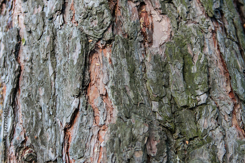 background texture tree bark, summer, Sunny day, macro, tree bark nearby