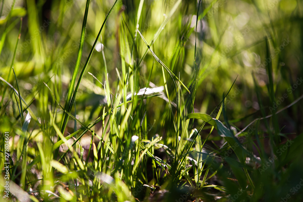 Obraz premium green grass in the forest on a Sunny summer day